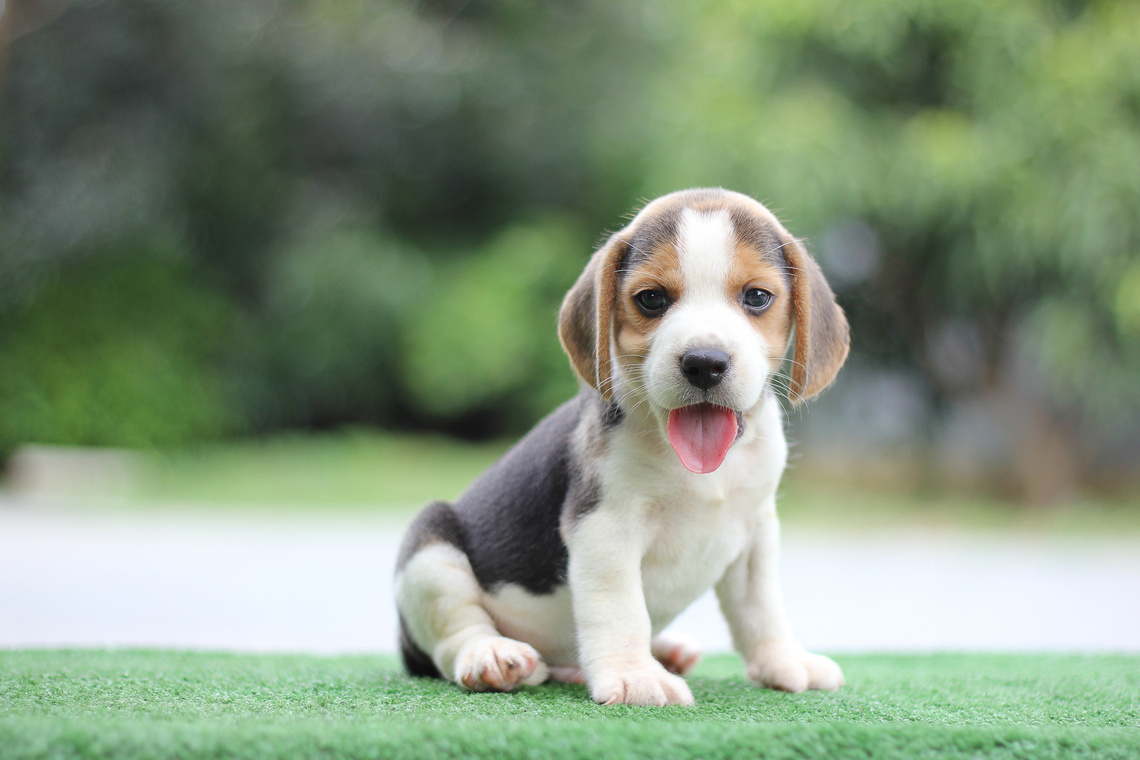 Beagle Welpe