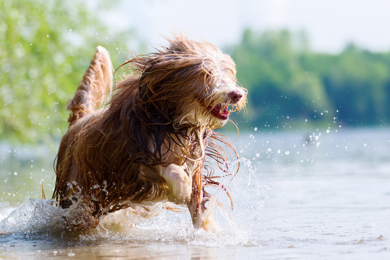 Bearded_Collie_in_Bewegung