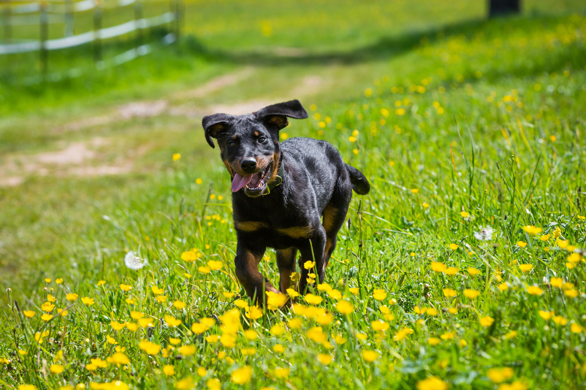 Beauceron_als_Welpe