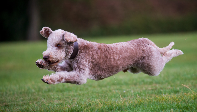 Bedlington_Terrier_Bewegung