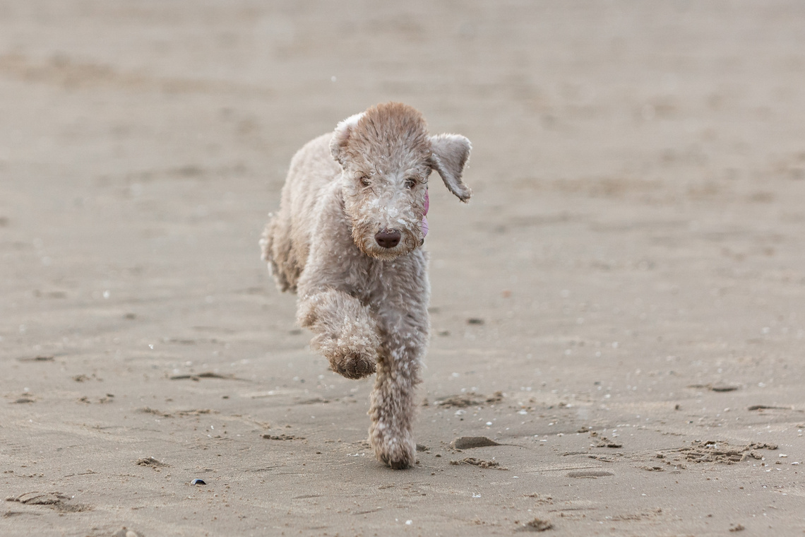 Bedlington_Terrier_Welpe