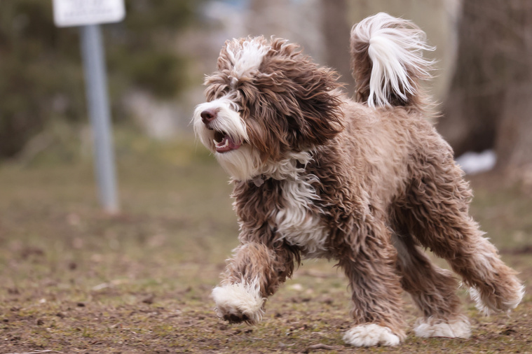 Bernedoodle_in_Bewegung