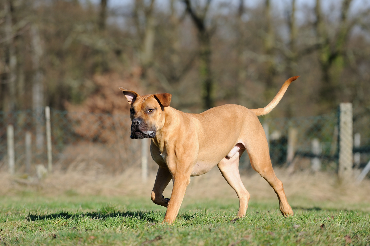 Boerboel Portrait