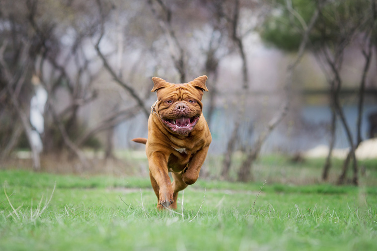 Bordeaux-Dogge Bewegung