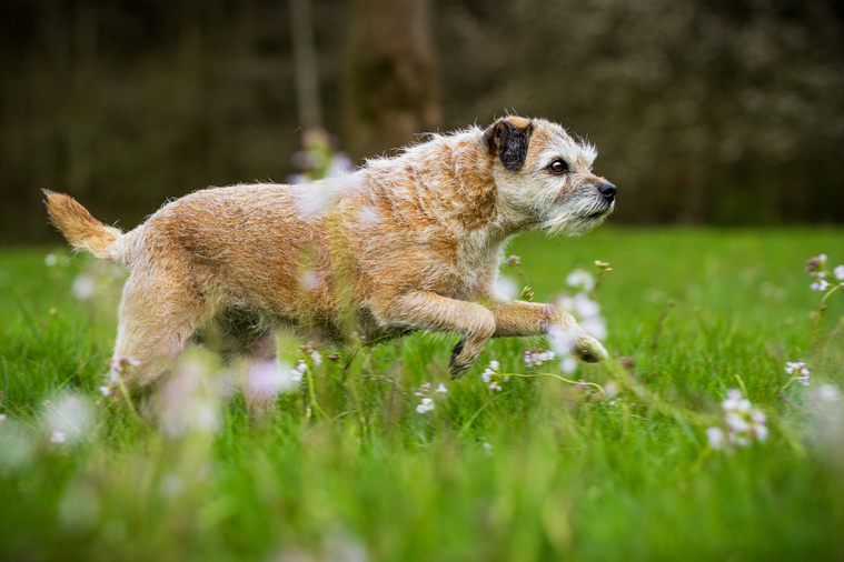 Border Terrier Bewegung