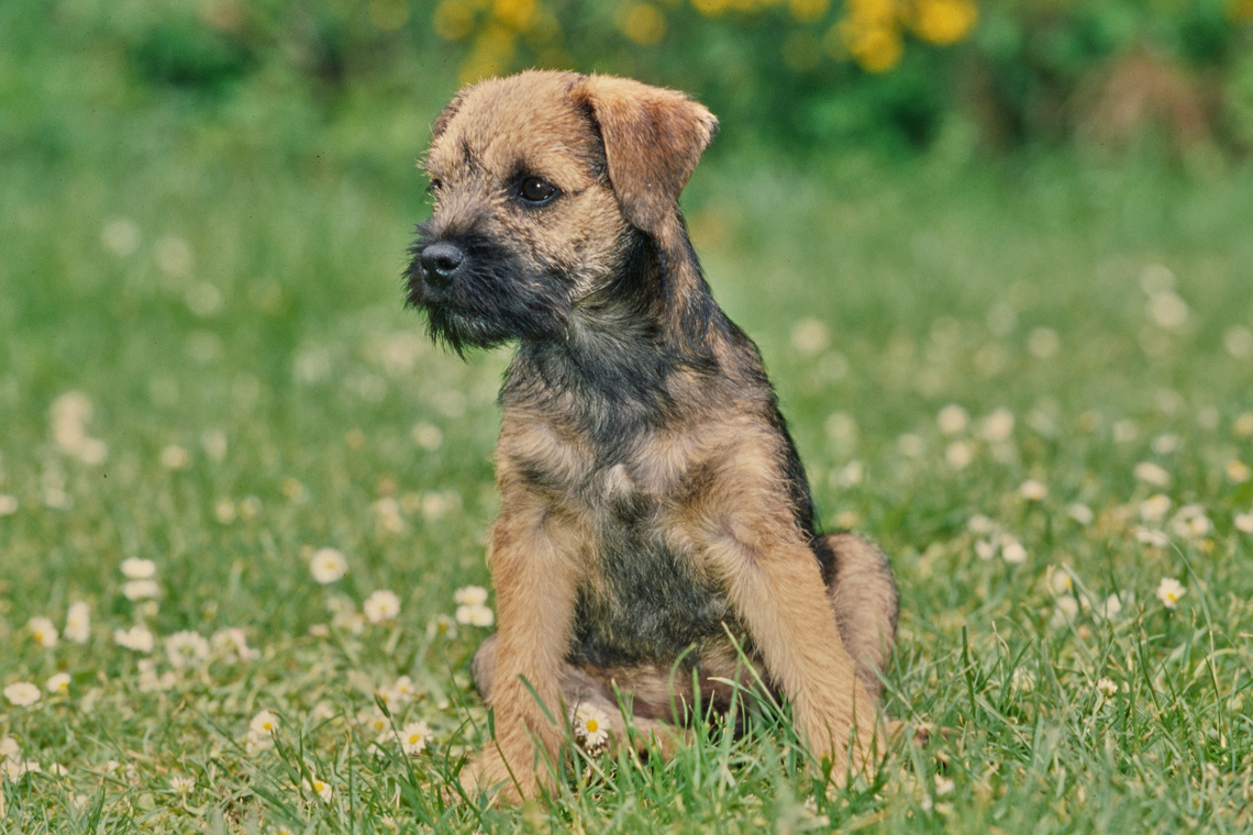 Border Terrier Welpe