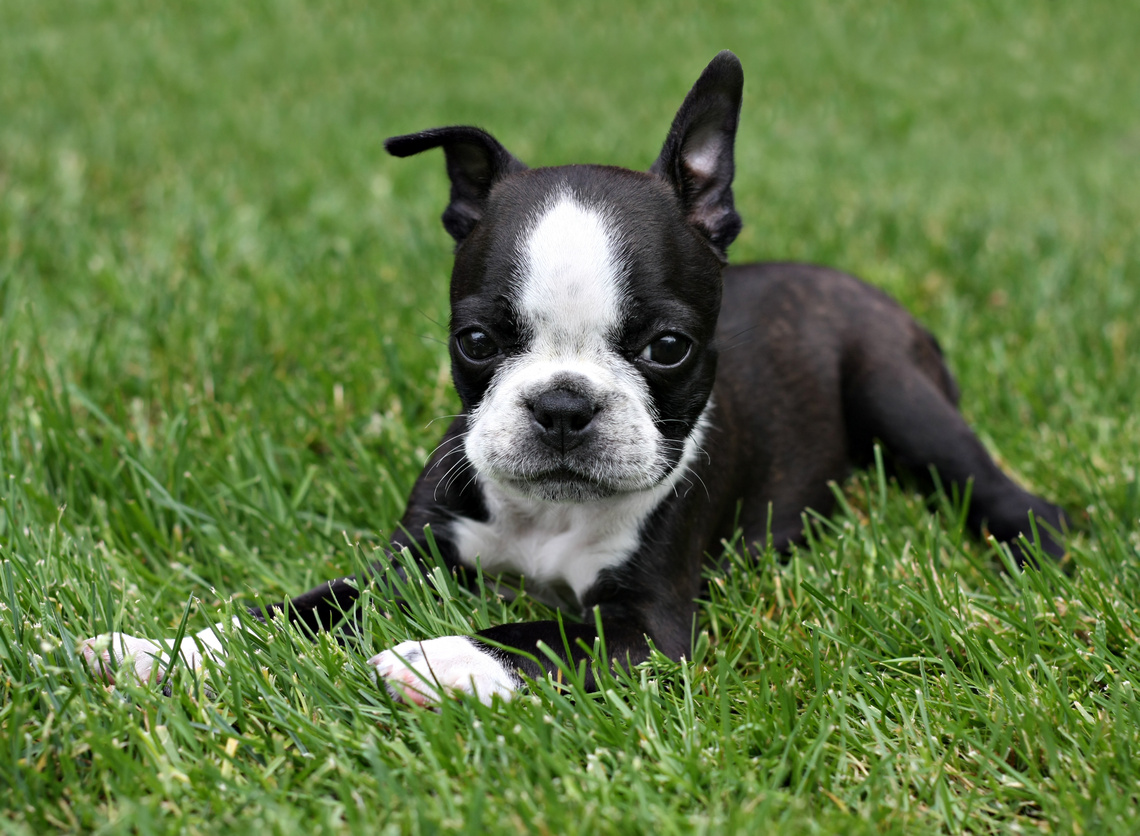 Boston Terrier Welpe