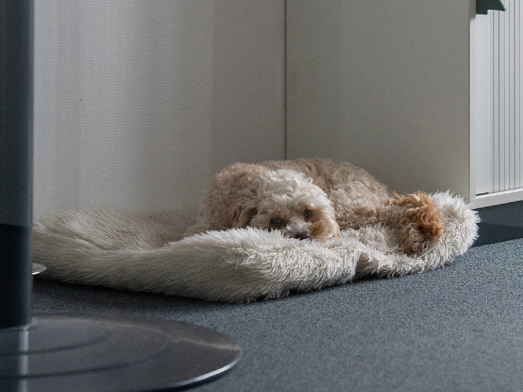 Hund im Büro