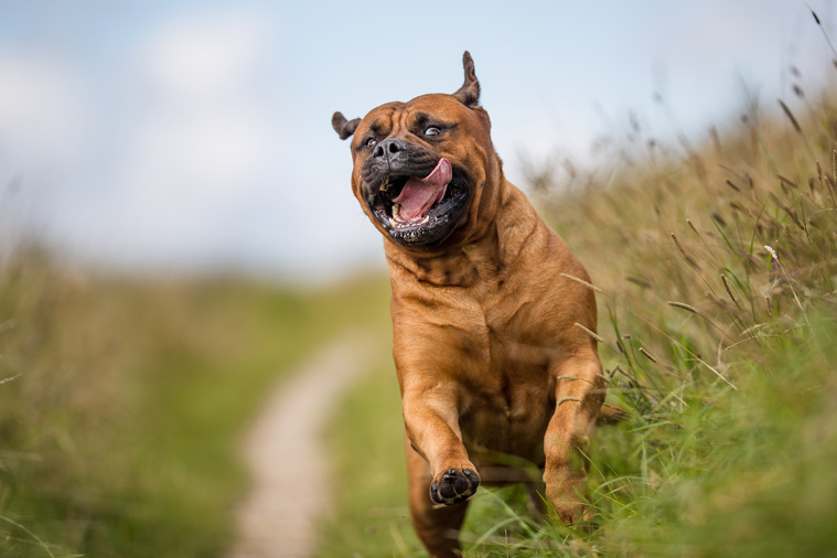 Bullmastiff_in_Bewegung