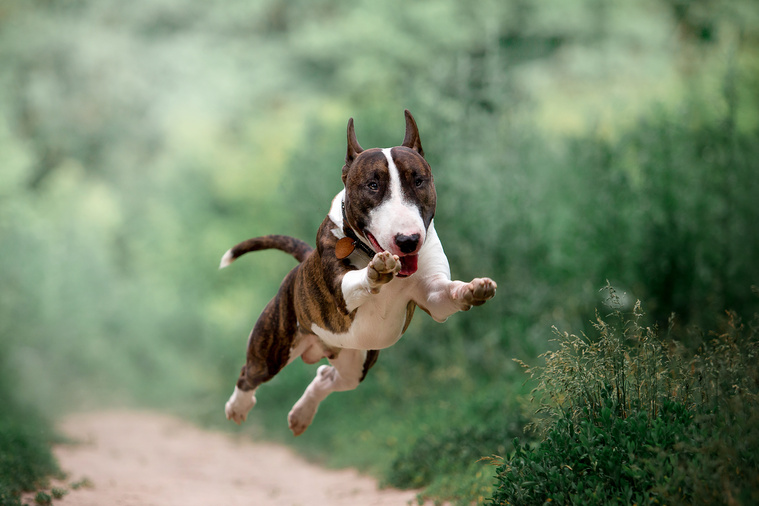 Bullterrier Bewegung