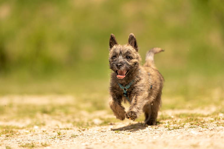 Cairn_Terrier_Bewegung