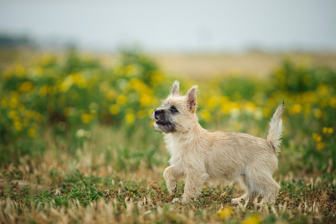 Cairn_Terrier_Welpe