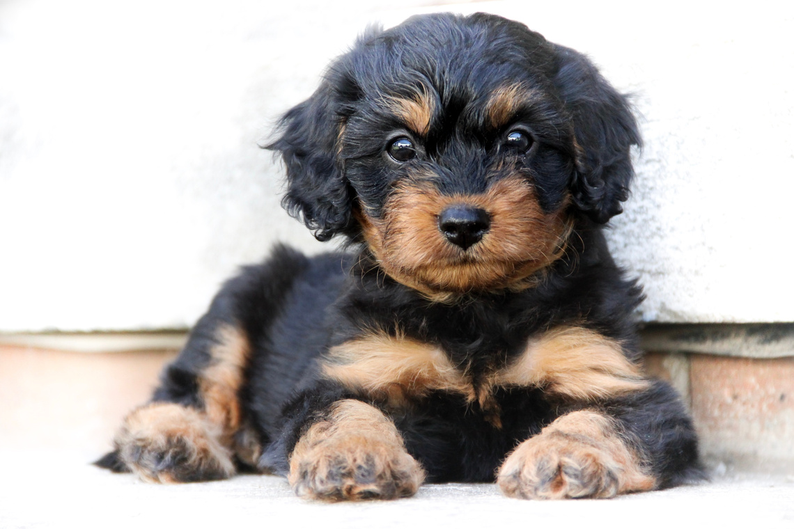 Cavapoo-Welpe