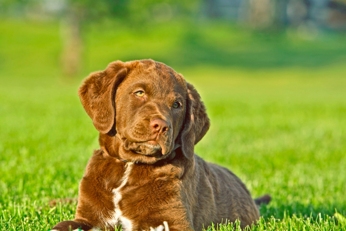 Chesapeake_Bay_Retriever_Welpe