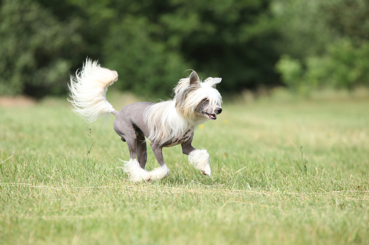 Chinesischer_Schopfhund_in_Bewegung