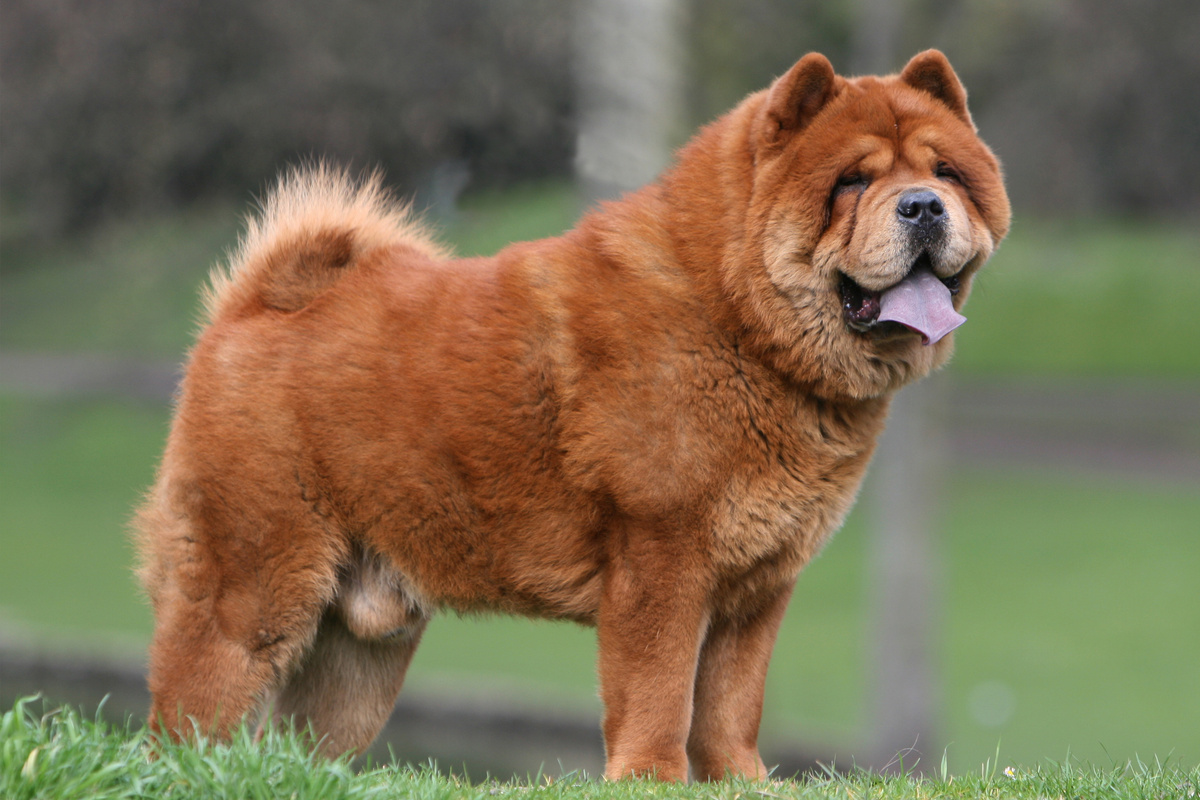 Chow Chow Seitenportrait