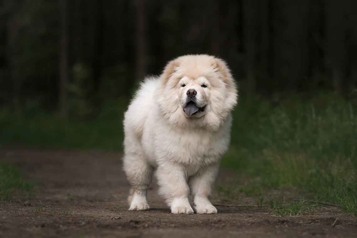 Chow Chow Welpe