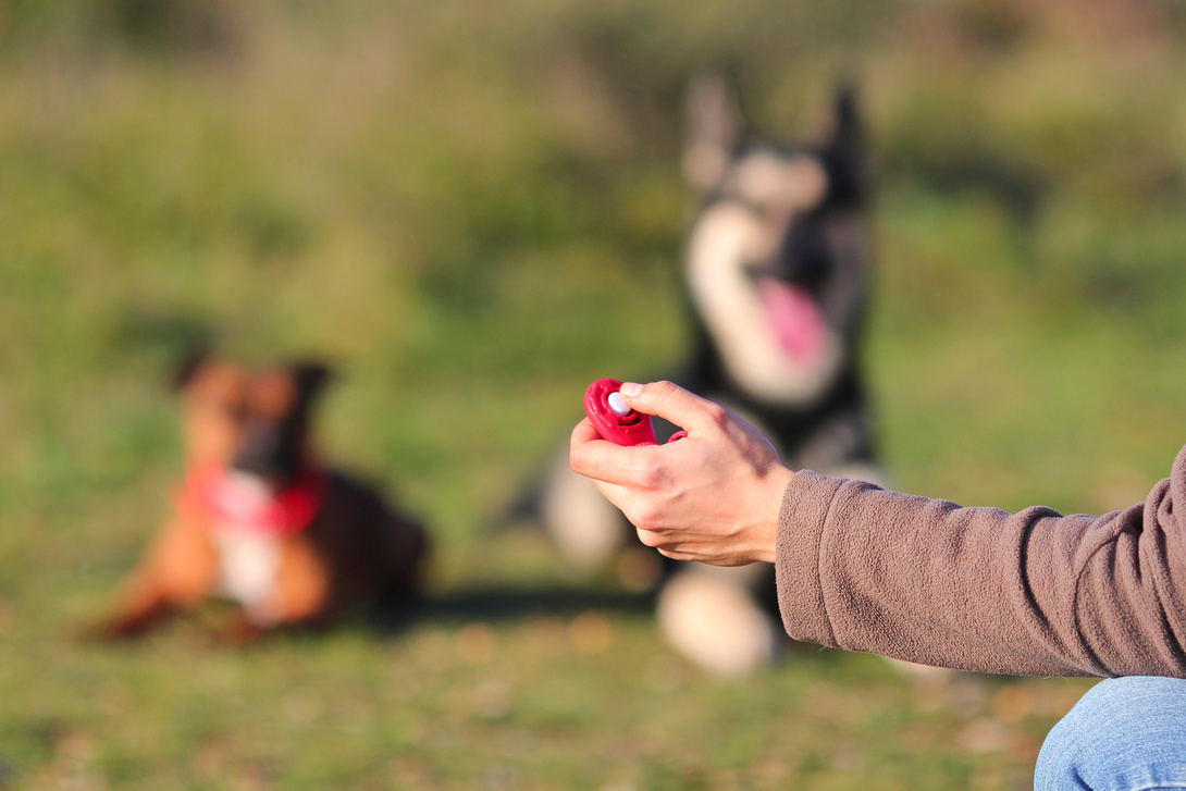 Clickertraining für Hunde