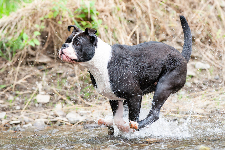 Continental_Bulldog_Bewegung