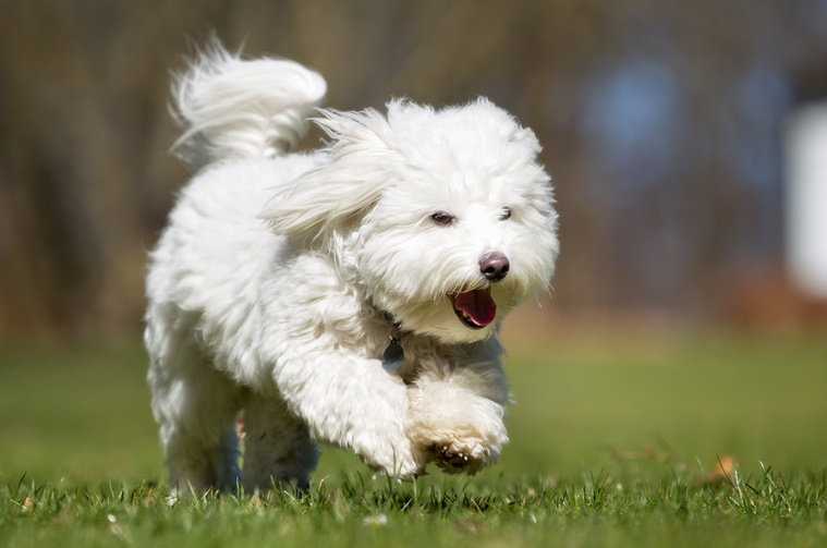 Coton_de_Tulear_Bewegung