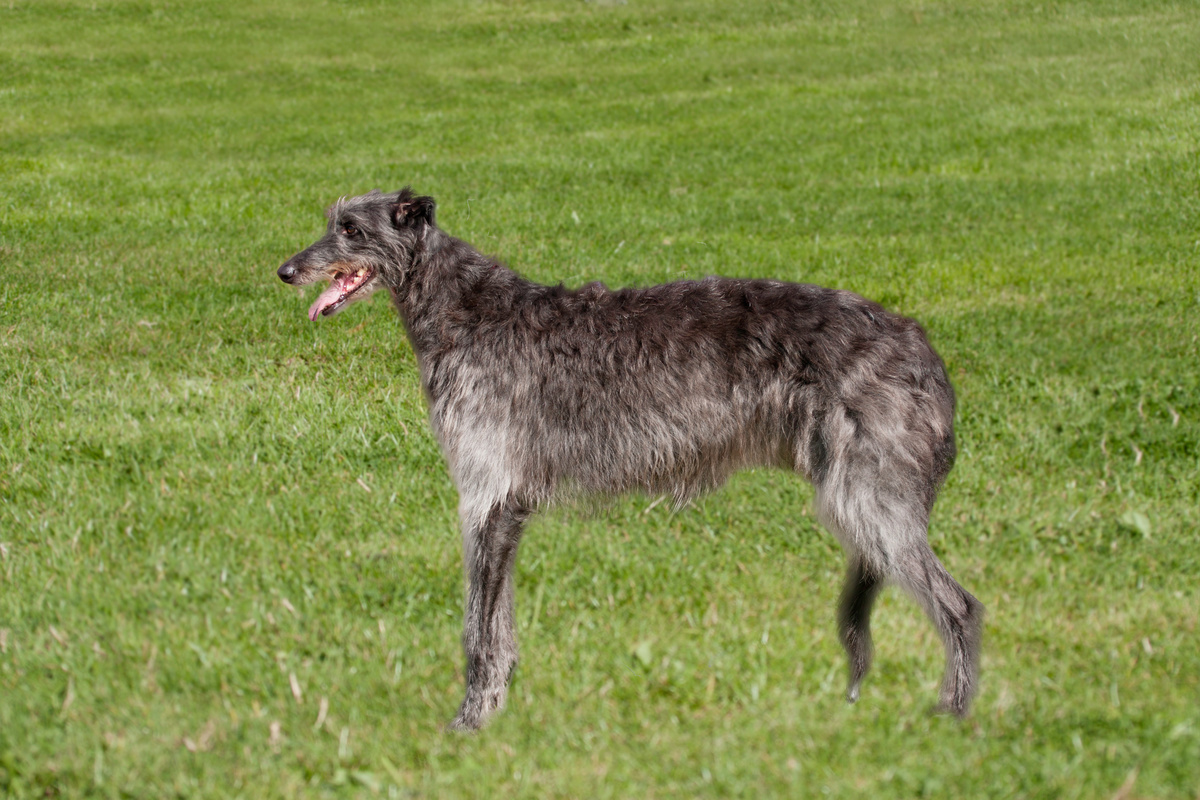 Deerhound_Portrait