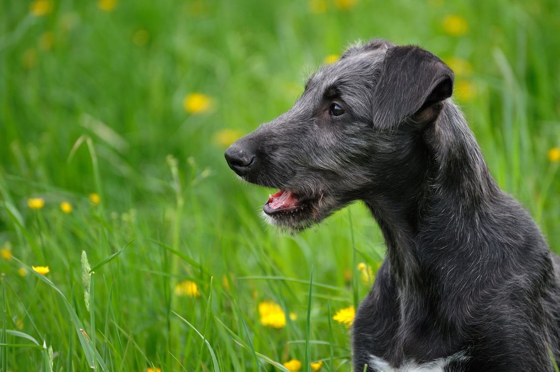 Deerhound_Welpe