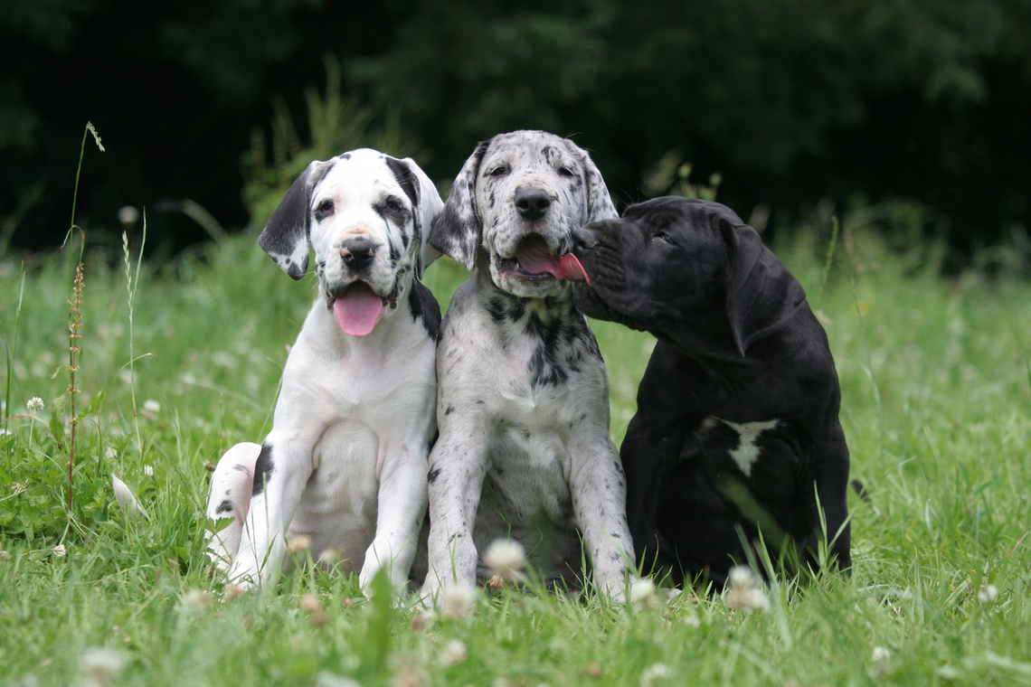 Drei verschieden farbige Deutsche Dogge Welpen