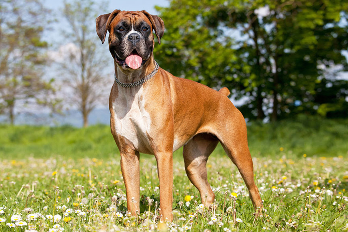 Deutscher Boxer Seitenportrait