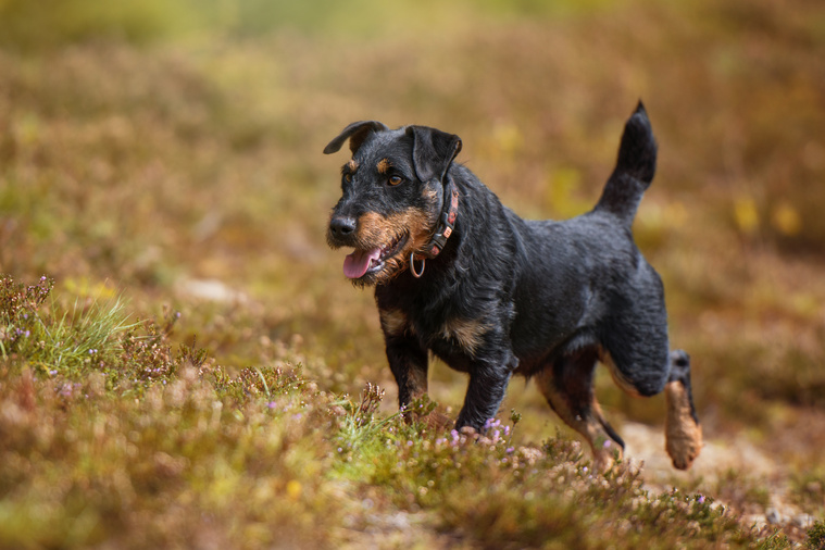 Deutscher_Jagdterrier_Bewegung