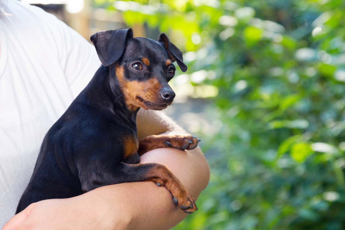 Deutscher Pinscher Welpe