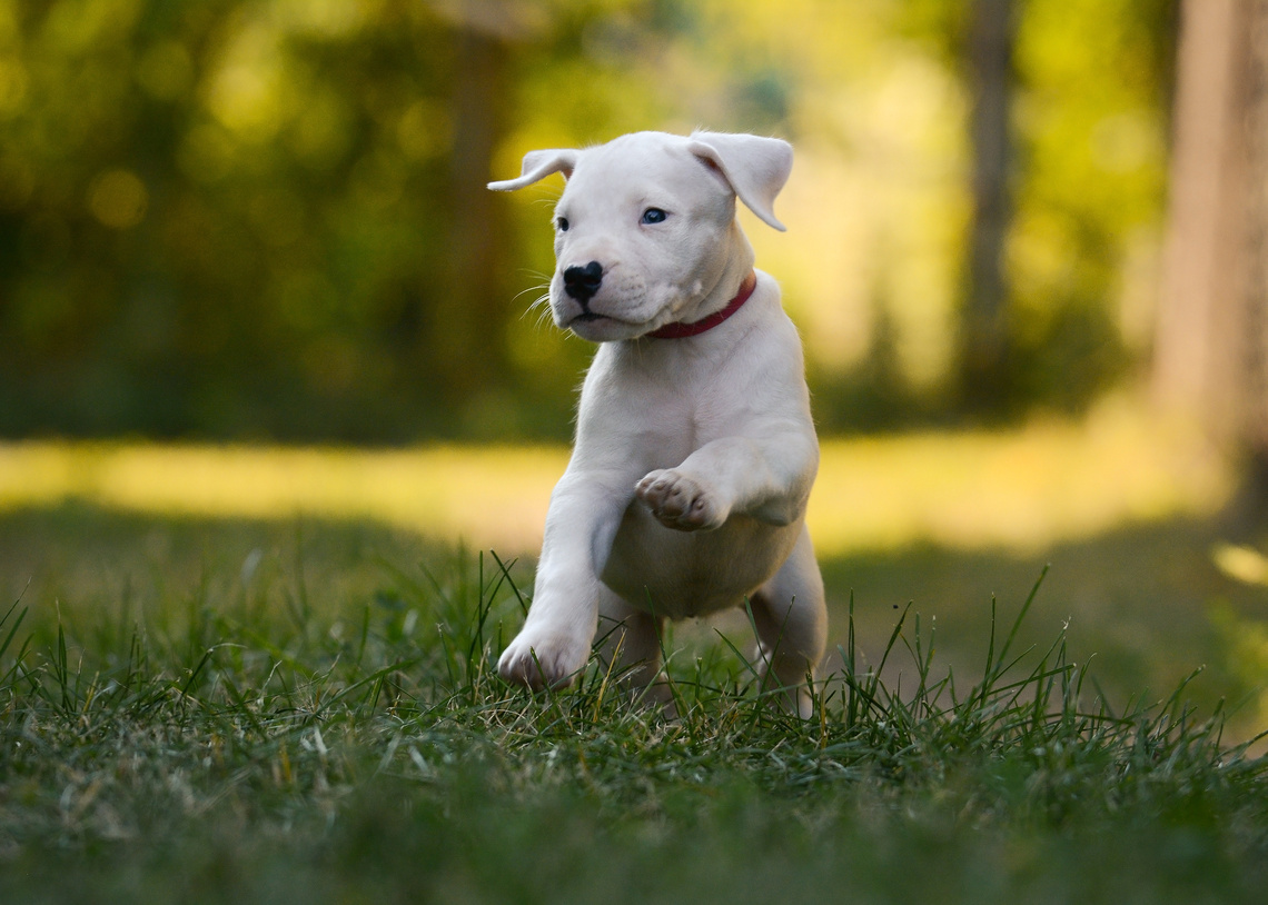 Dogo Argentino Welpen