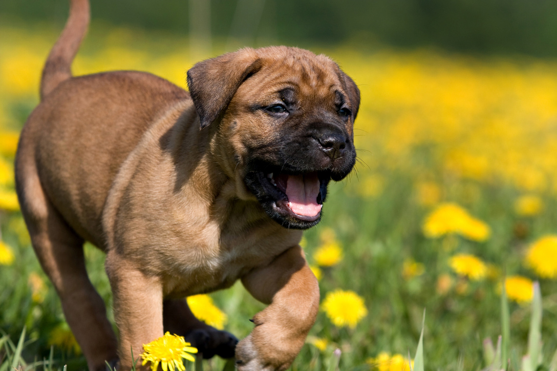 Dogo Canario Welpe