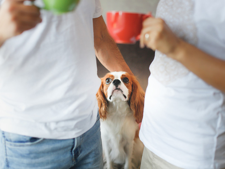 Cavalier King Charles Spaniel schaut Menschen an