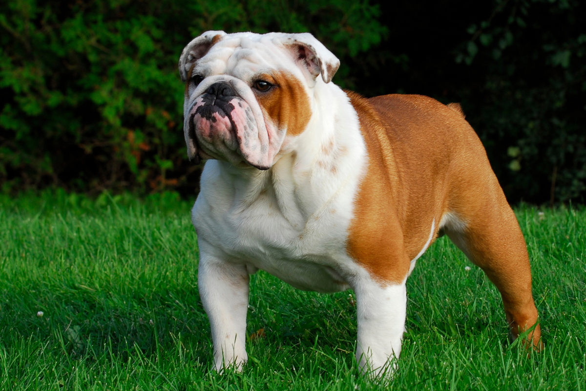 Englische Bulldogge Seitenportrait