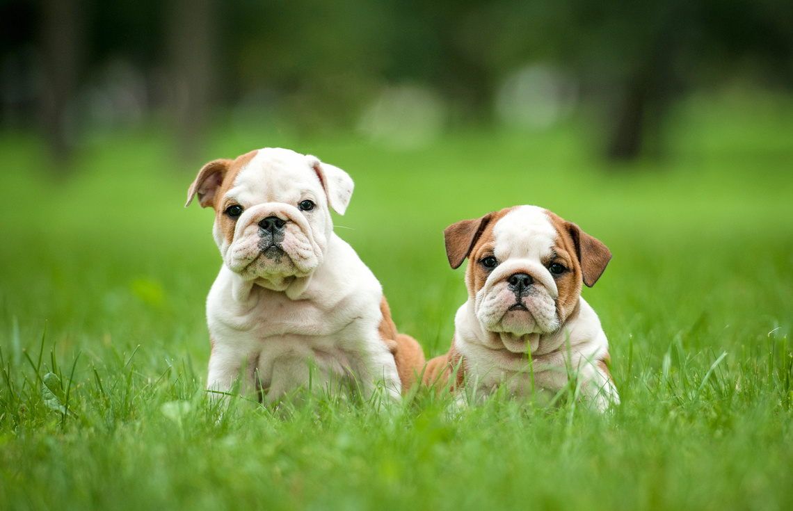 Englische Bulldogge Welpe