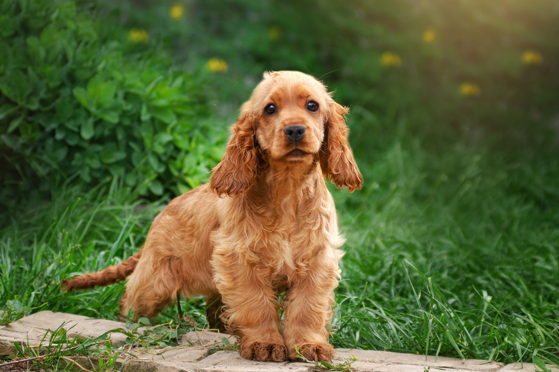 English_Cocker_Spaniel_Welpe