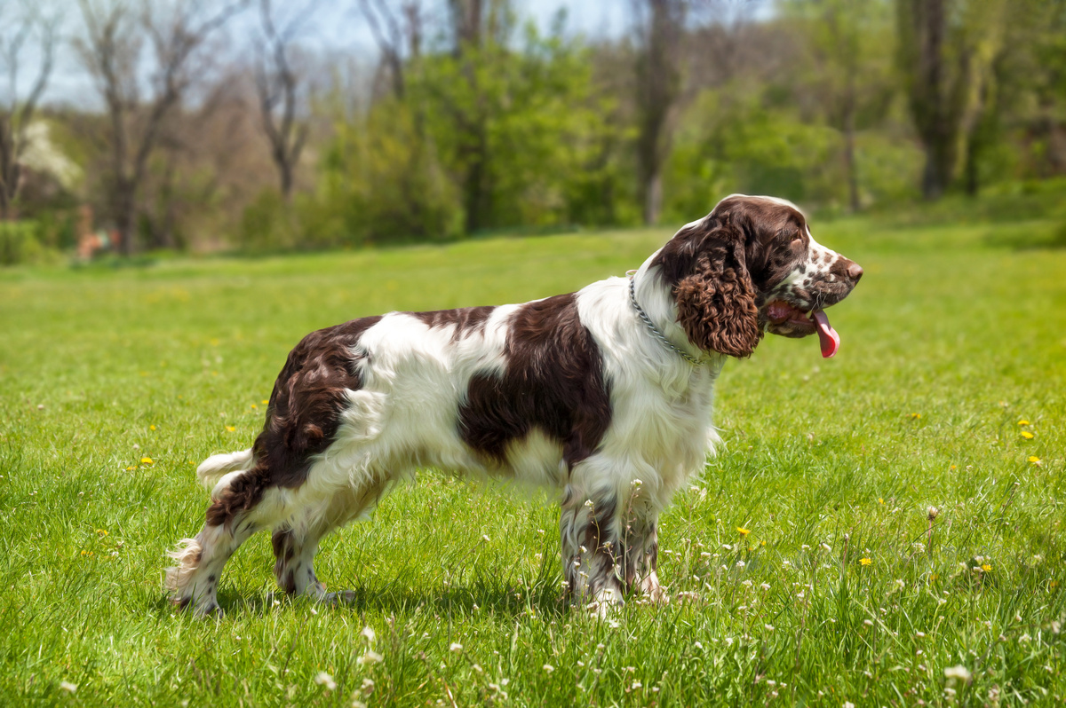 English_Springer_Spaniel_Portrait