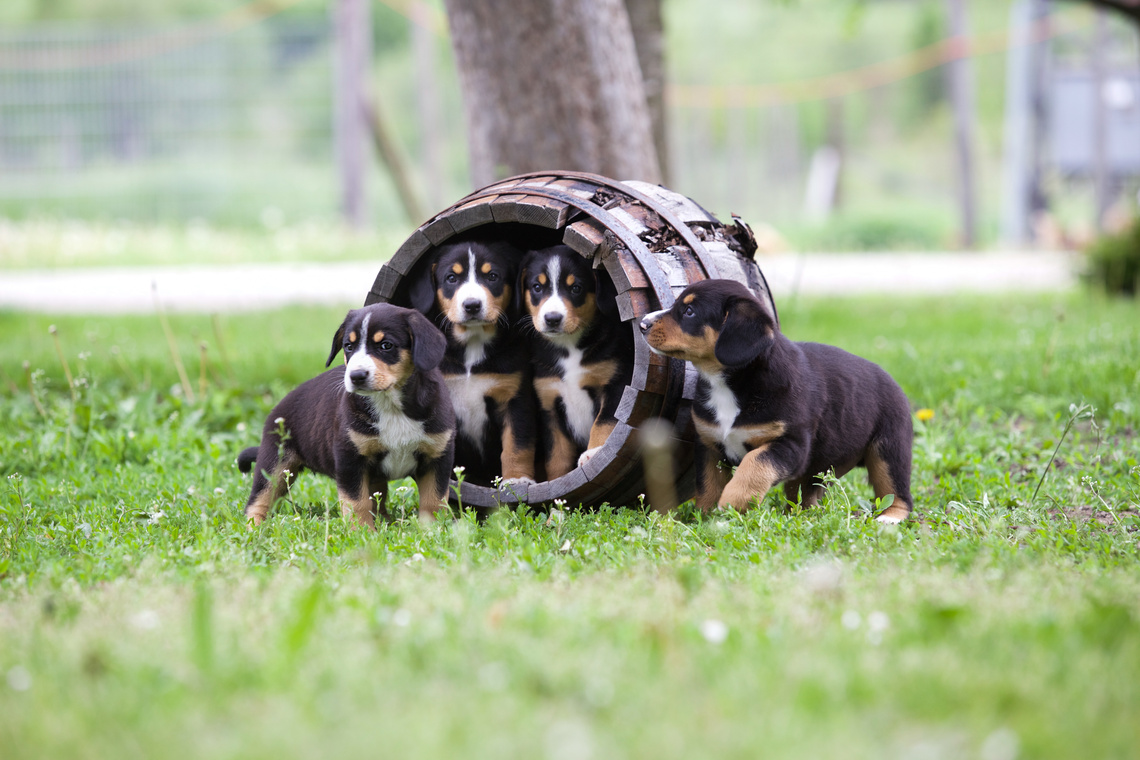 Entlebucher Sennenhund Welpen