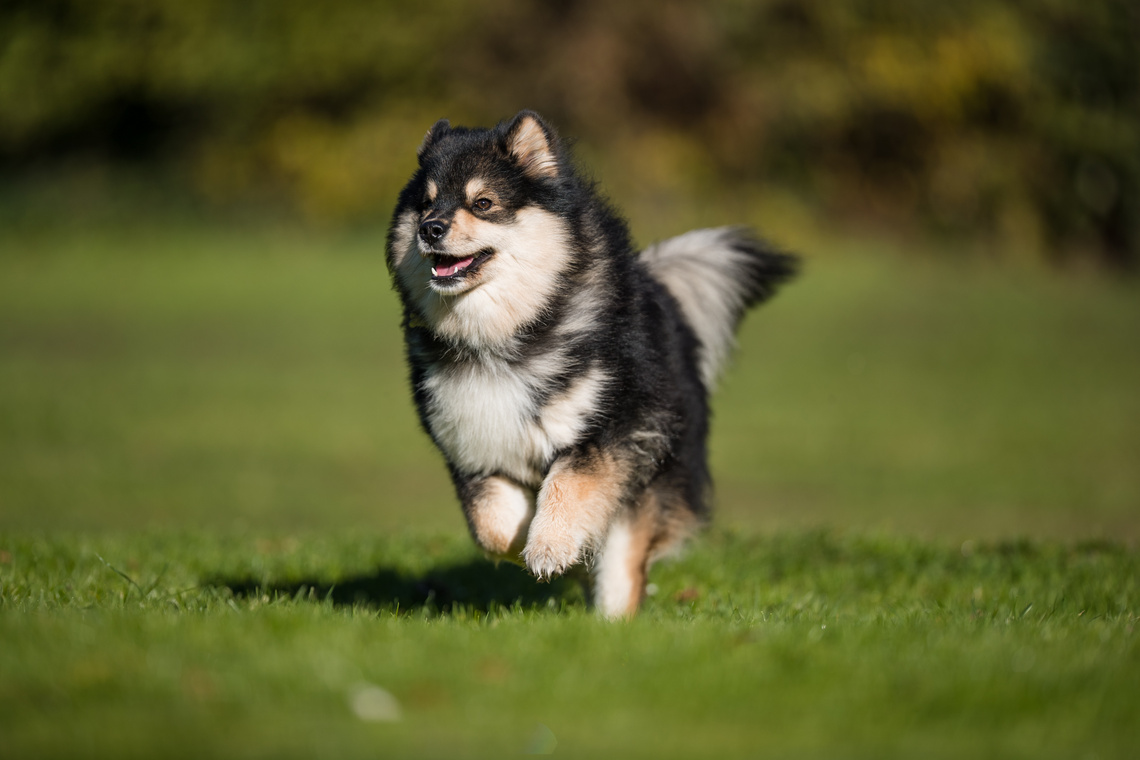 Finnischer_Lapphund_Welpe