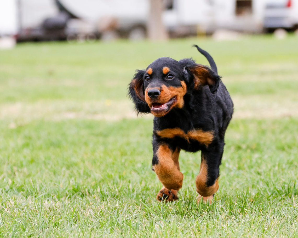 Gordon_Setter_Welpe