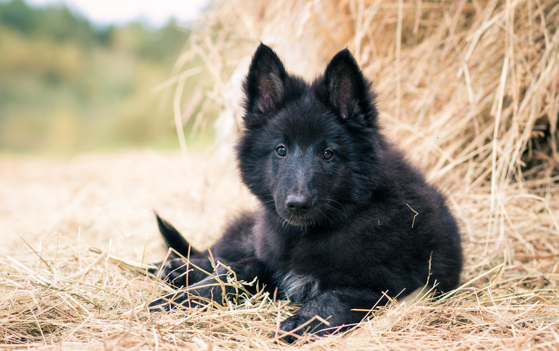 Groenendael_Welpe