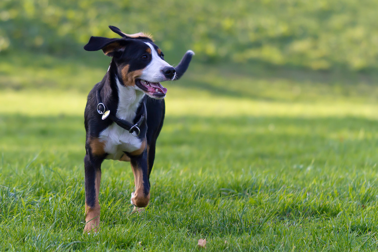 Grosser Schweizer Sennenhund in Bewegung