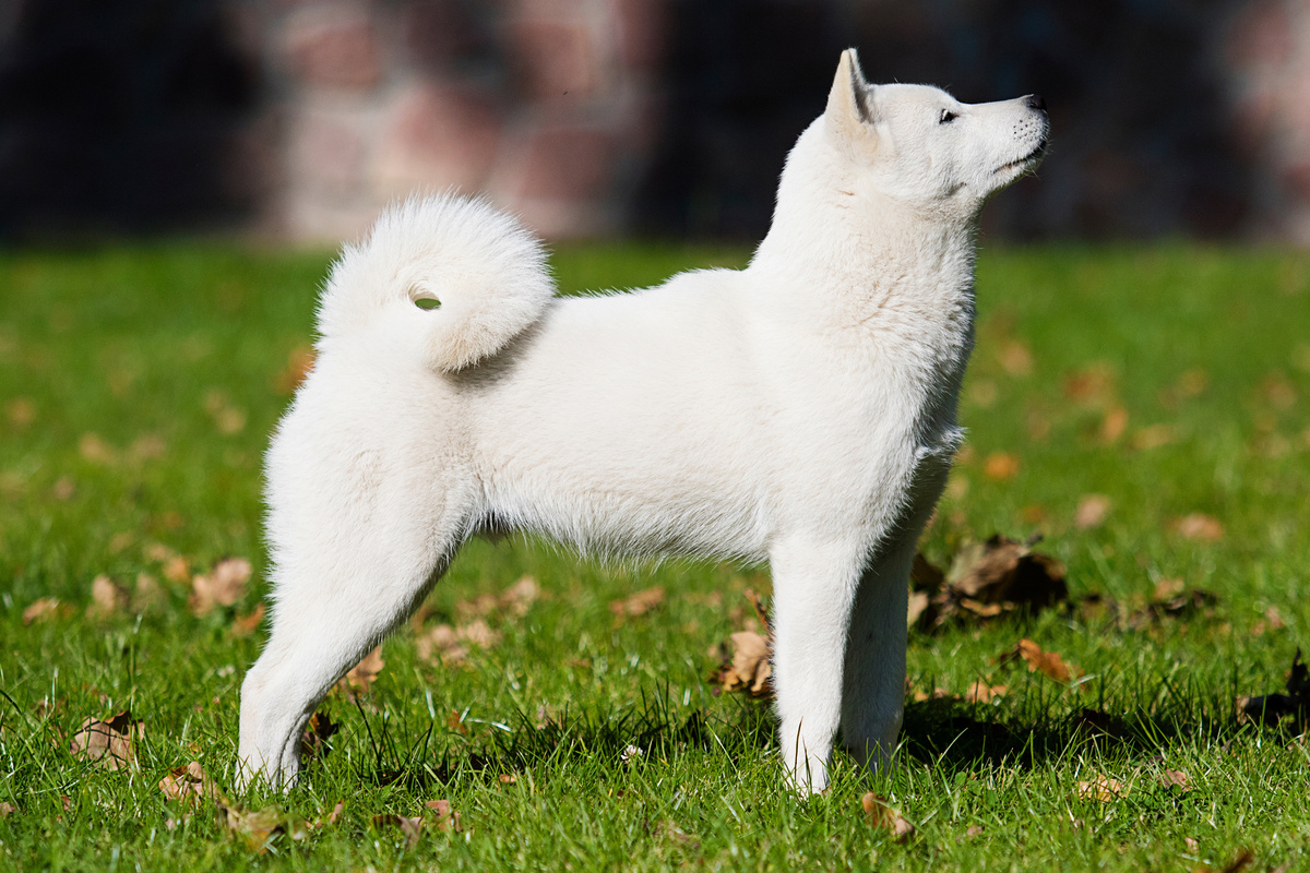 Hokkaido Portrait