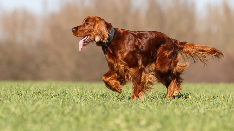 Irish_Red_Setter_Bewegung