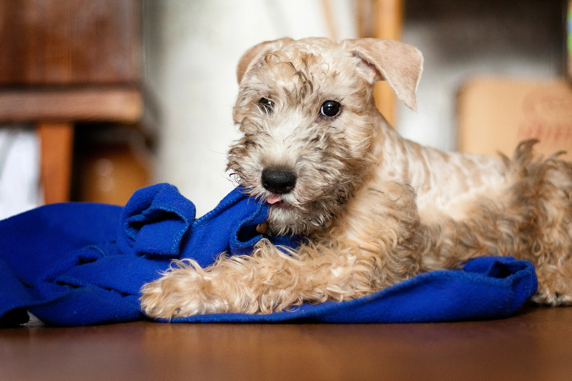 Irish_Soft_Coated_Wheaten_Terrier_Welpe