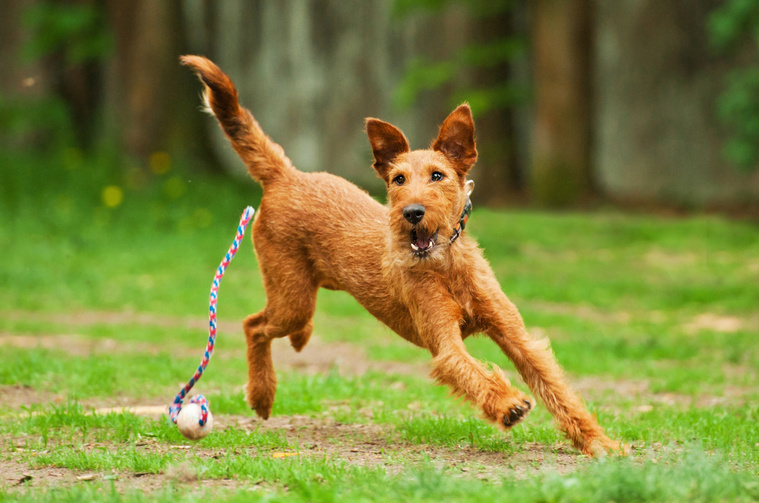 Irish_Terrier_in_Bewegung