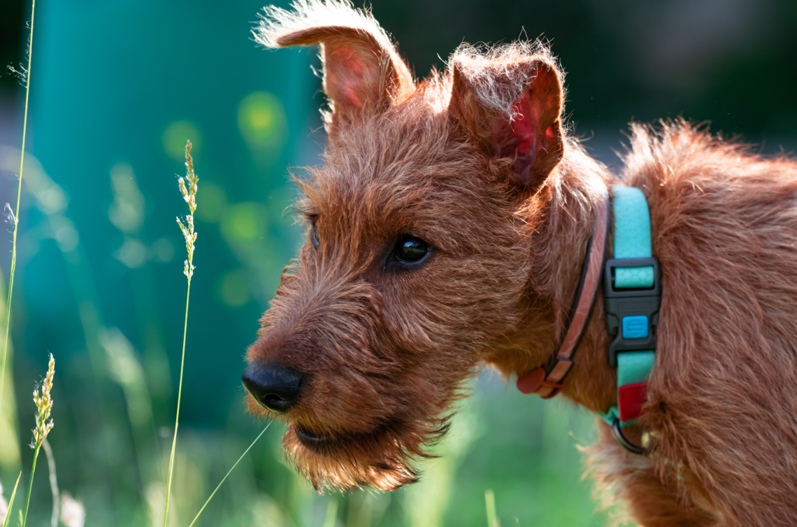 Irish_Terrier_Welpe