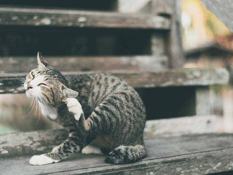 Katze auf Treppe kratzt sich