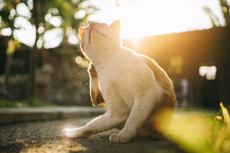 Katze kratzt sich