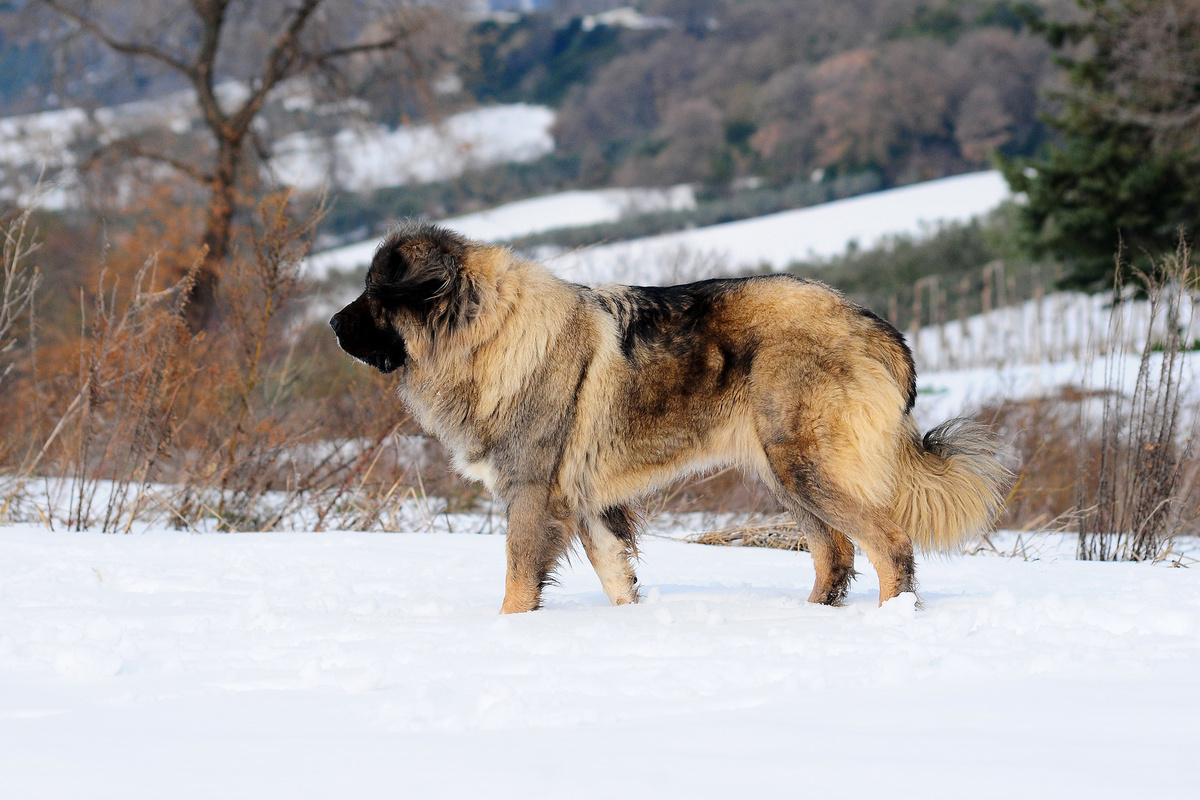 Kaukasischer Owtscharka Portrait